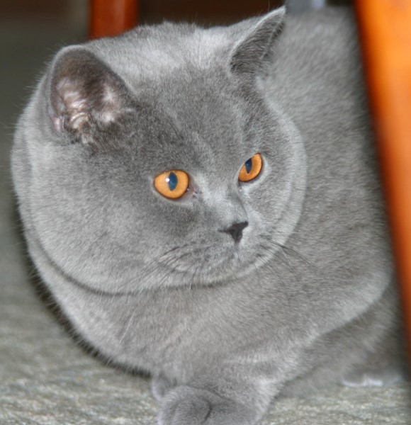 Oisin vom Änderhaus